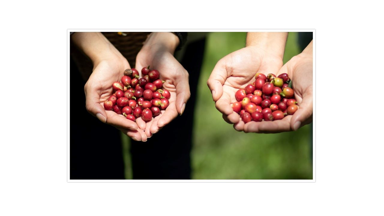 Tour De Café En Santa Elena
